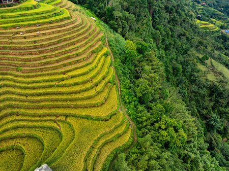 Aerial top view Rice fields on terrace northern Vietnam, Rice fields prepare the harvest at northwest vietnam,Wide angle viewの写真素材