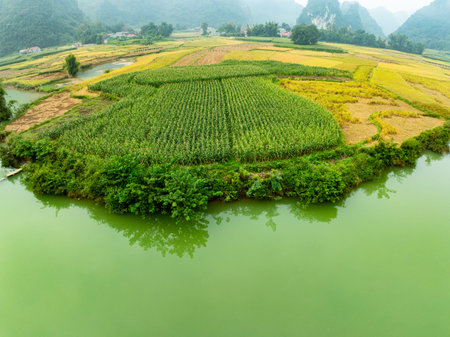 Drone shot, aerial view of a Corn field in northern Vietnam,Top view of the corn fields plantation