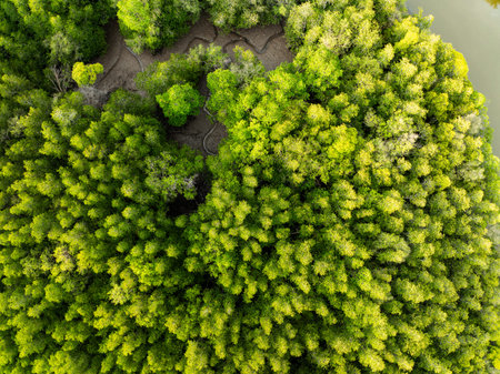 Top view Forest lake landscape,Rainforest ecosystem and healthy environment concept and nature...