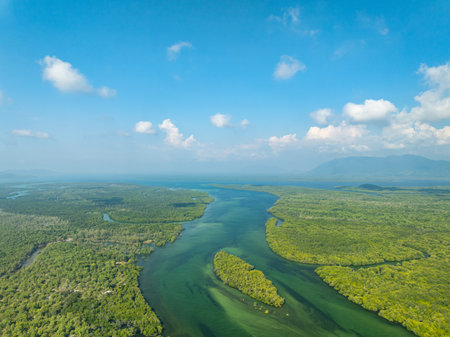 White samet or cajuput trees in wetlands forest at koh prathong island,Phang nga Thailand,Greenery botanic forest,Drone wide angle lensの写真素材