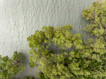 Amazing abundant mangrove forest river,Aerial view of forest trees Rainforest ecosystem and healthy environment background, Texture of green trees forest top down High angle viewの写真素材