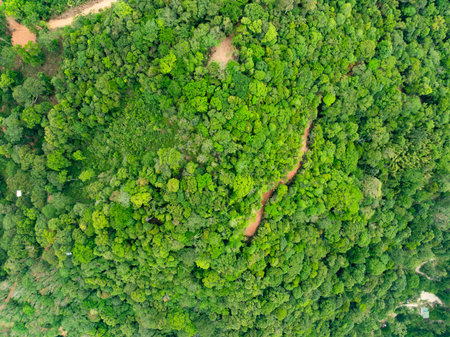 Aerial view nature abundant forest trees,Top view Forest ecosystem concept and background, Texture...