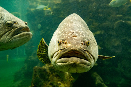 The Giant grouper fish in aquarium