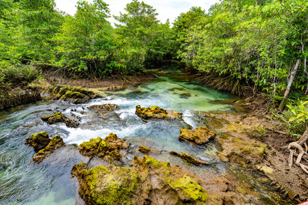 Tropical trees roots in swamp forest and crystal clear water stream canal at Tha Pom Klong Song Nam mangrove wetland Krabi Thailand Beautiful nature viewの写真素材