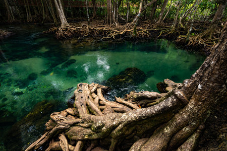 Tropical trees roots in swamp forest and crystal clear water stream canal at Tha Pom Klong Song Nam mangrove wetland Krabi Thailand Beautiful nature viewの写真素材