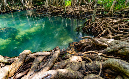 Tropical trees roots in swamp forest and crystal clear water stream canal at Tha Pom Klong Song Nam mangrove wetland Krabi Thailand Beautiful nature viewの写真素材