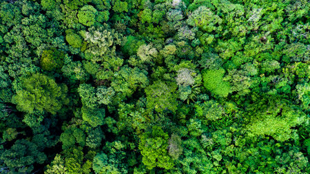 Aerial view Tropical Rainforest trees mountains,Top view green forest backgroundの写真素材