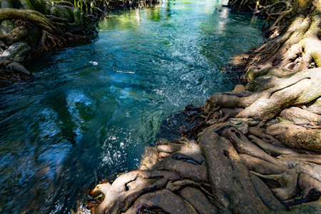 Tropical trees roots in swamp forest and crystal clear water stream canal at Tha Pom Klong Song Nam mangrove wetland Krabi Thailand Beautiful nature viewの写真素材
