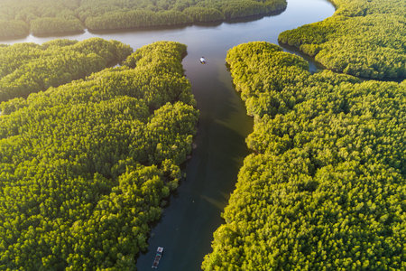 Amazing abundant mangrove forest, Aerial view of forest trees Rainforest ecosystem and healthy...