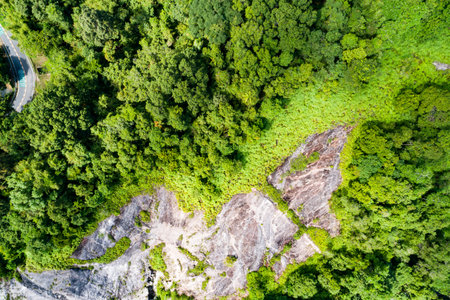 Top view green forest trees background, Beautiful green nature background.の写真素材