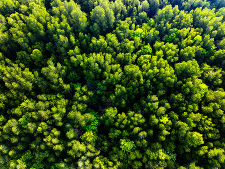 Drone view Mangrove forest trees in Thailand