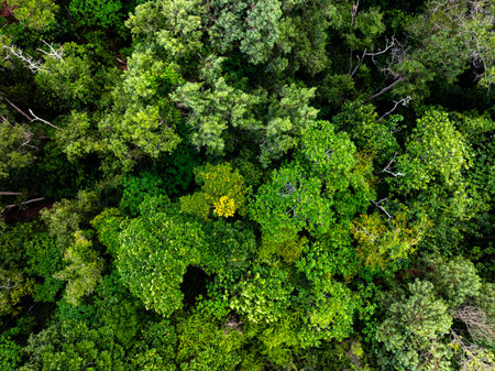 High angle view mountains rainforest green background
