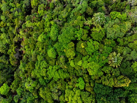 High angle view mountains rainforest green background