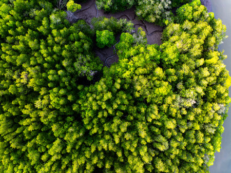 Drone view Mangrove forest trees in Thailandの写真素材