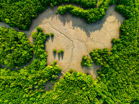 Amazing abundant mangrove forest Aerial view of forest trees Rainforest ecosystem and healthy...