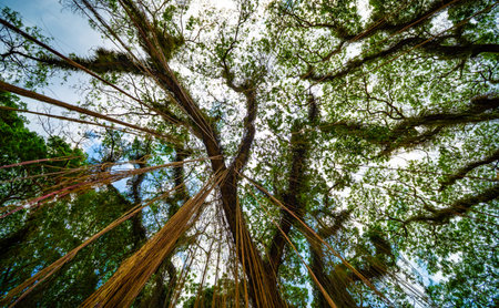 Amazing Bottom view of Giant trees with Huge trunks and Branches at Benculuk, Banyuwangi, East Java,...