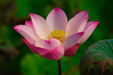 Pink Lotus
