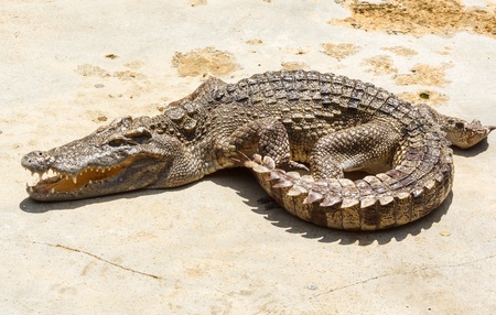 Crocodileの写真素材