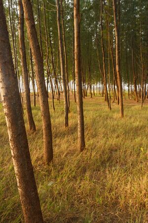 Pine tree pattern on beach の写真素材