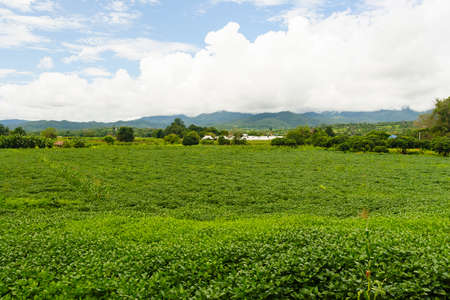 Green field and blue skyの写真素材