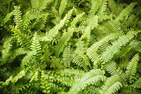 Green Fern Plantsの写真素材