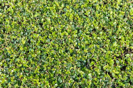Green leaves wallの写真素材