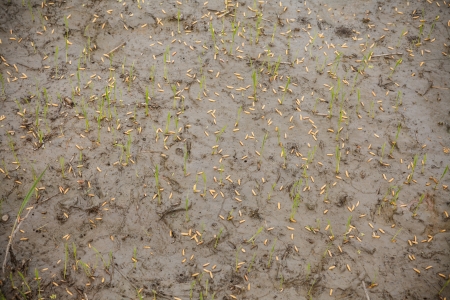 Rice seedlings of the rice seeds in Thailandの写真素材