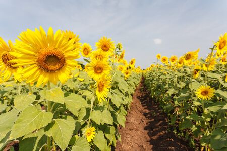 Sun flowers in the countrysideの写真素材