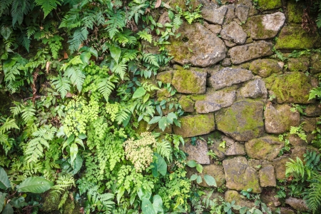 Brick wall with fern growing の写真素材