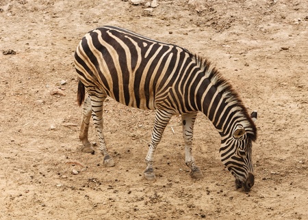 African Zebra standindの写真素材