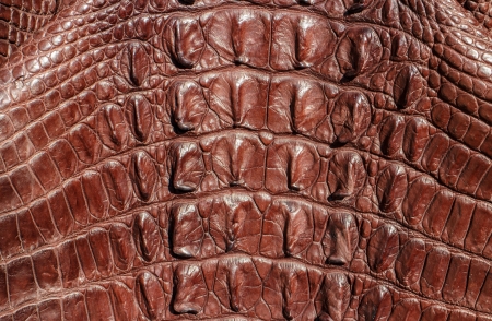 Crocodile skin textureの写真素材