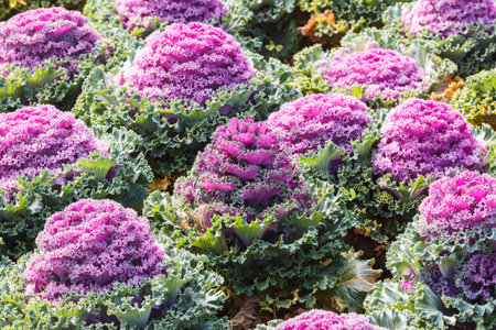Beautiful ornamental cabbagesの写真素材