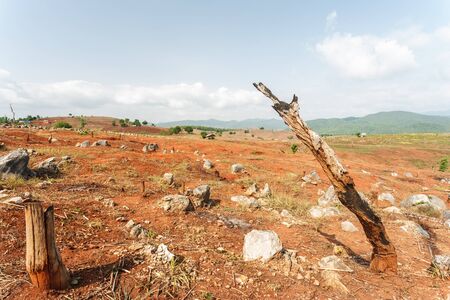 Deforestionの写真素材