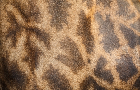 Giraffe skin backgroundの写真素材