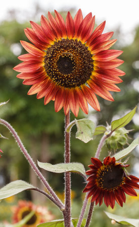 The red sunflower is an artificially bred flowerの写真素材