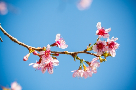 Pink cherry blossomの写真素材