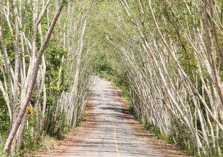 the way in forestの写真素材