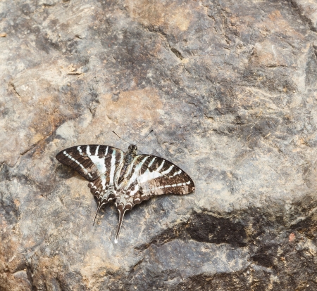 butterfly on rockの写真素材