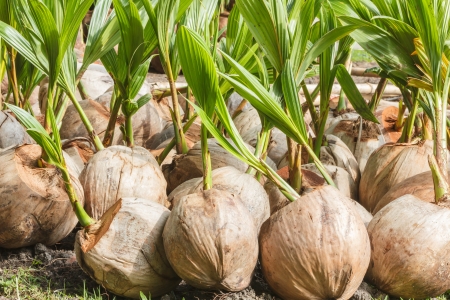 Sprout of coconut treeの写真素材
