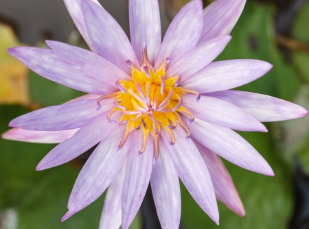 Pink blooming lotus in pondの写真素材