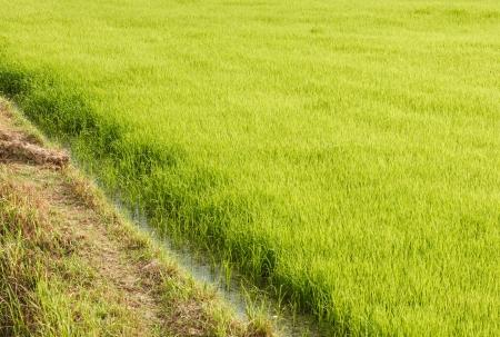 Walk way in green rice fieldの写真素材