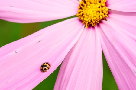 Ladybug on pink flowerの写真素材