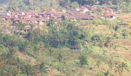 Rice fields in a valley at Baliの写真素材