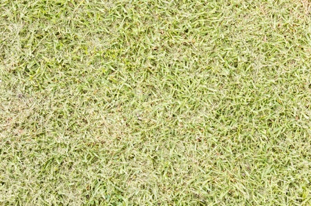 Fresh mowed grassの写真素材