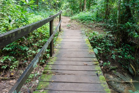 Wooden bridge in the forestの写真素材