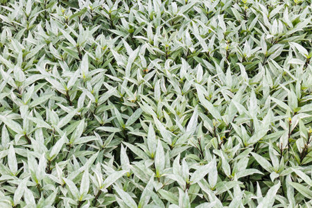 Green leaf for background