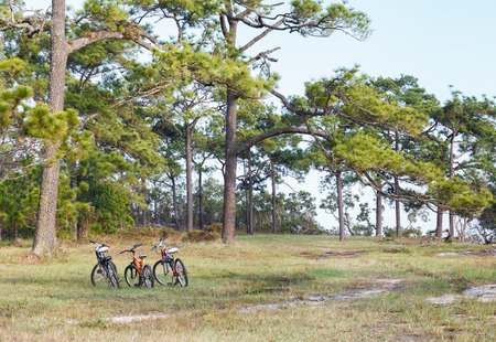 Bicycles in the nation park, Thailandの写真素材
