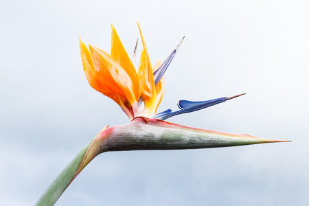 Beautiful Heliconia flowerの写真素材