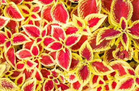 leaves textureの写真素材