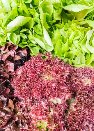 Hydroponic vegetableの写真素材